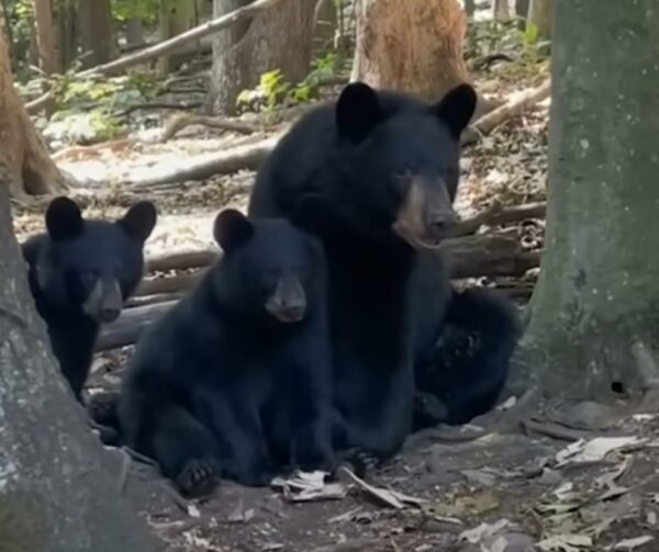 Woman's Unbreakable Bond with Wild Bears Defies All Odds-1