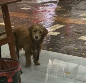 A Stray Dog's Desperate Plea Outside a Restaurant Will Leave You Speechless