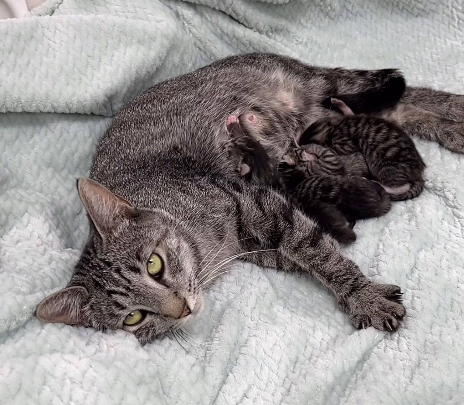 Abandoned Cat Found in Crate with Heartbreaking Note, Surprises ...