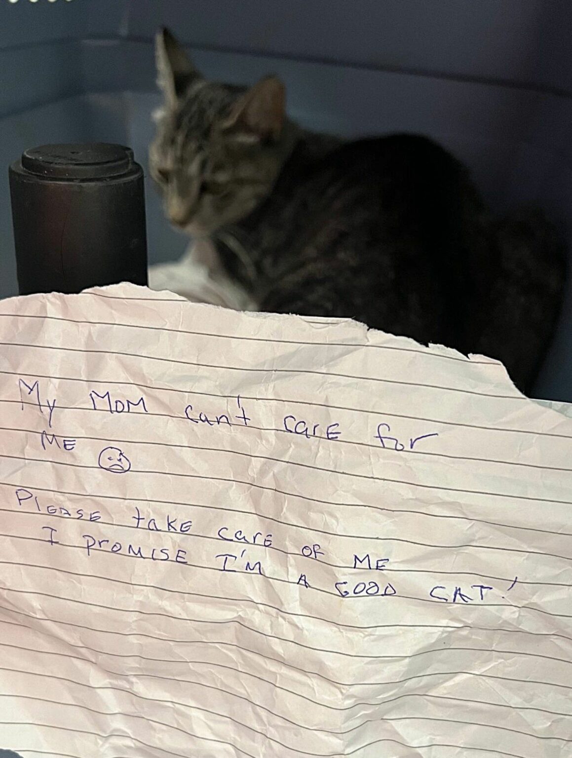 Abandoned Cat Found in Crate with Heartbreaking Note, Surprises ...