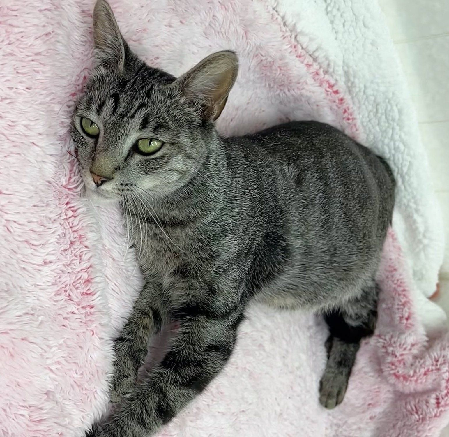 Abandoned Cat Found in Crate with Heartbreaking Note, Surprises ...