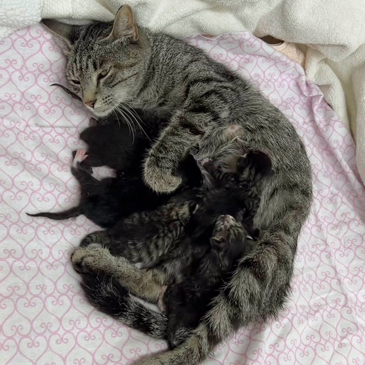 Abandoned Cat Found in Crate with Heartbreaking Note, Surprises ...