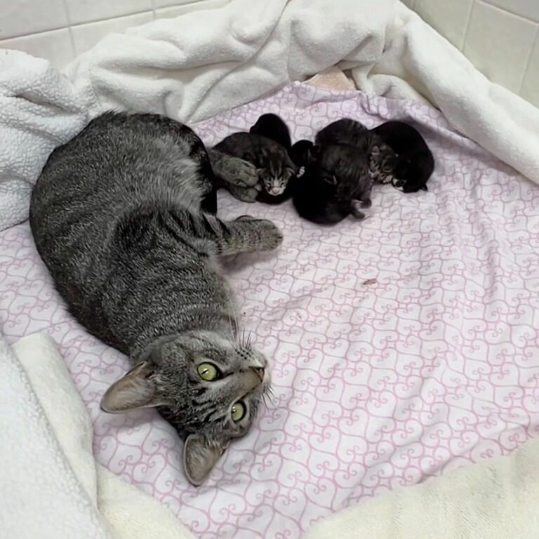 Abandoned Cat Found in Crate with Heartbreaking Note, Surprises ...
