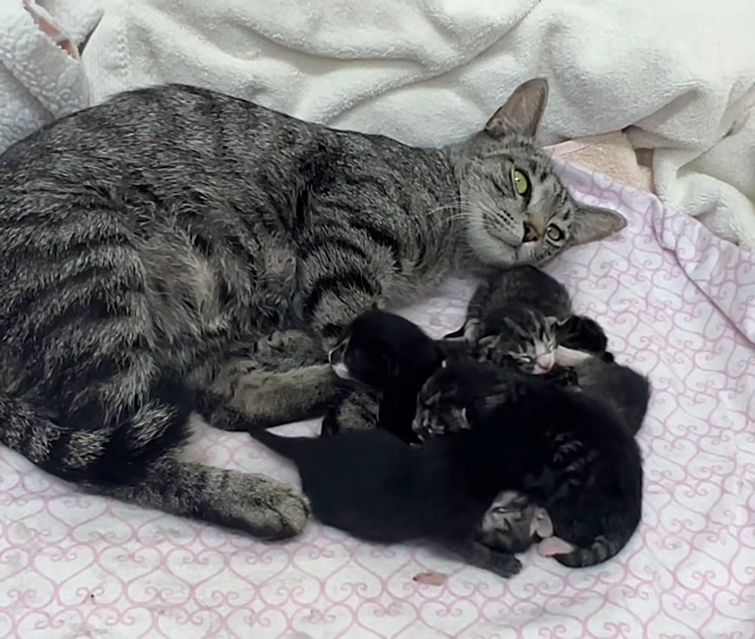 Abandoned Cat Found in Crate with Heartbreaking Note, Surprises ...