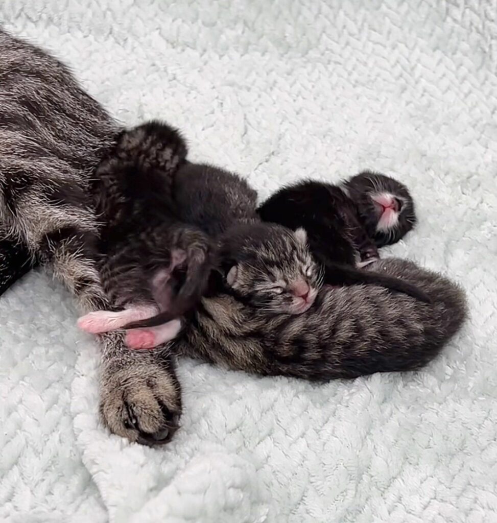 Abandoned Cat Found in Crate with Heartbreaking Note, Surprises ...