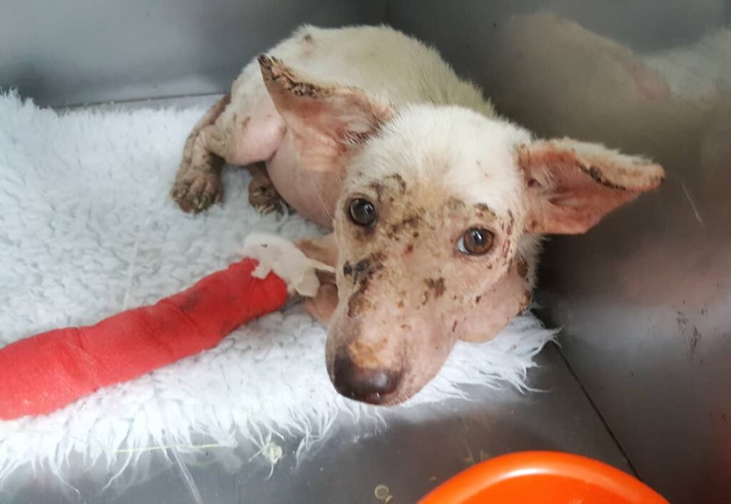 Abandoned Dog Waits in Field, Clinging to Hope Her Owners Will Return