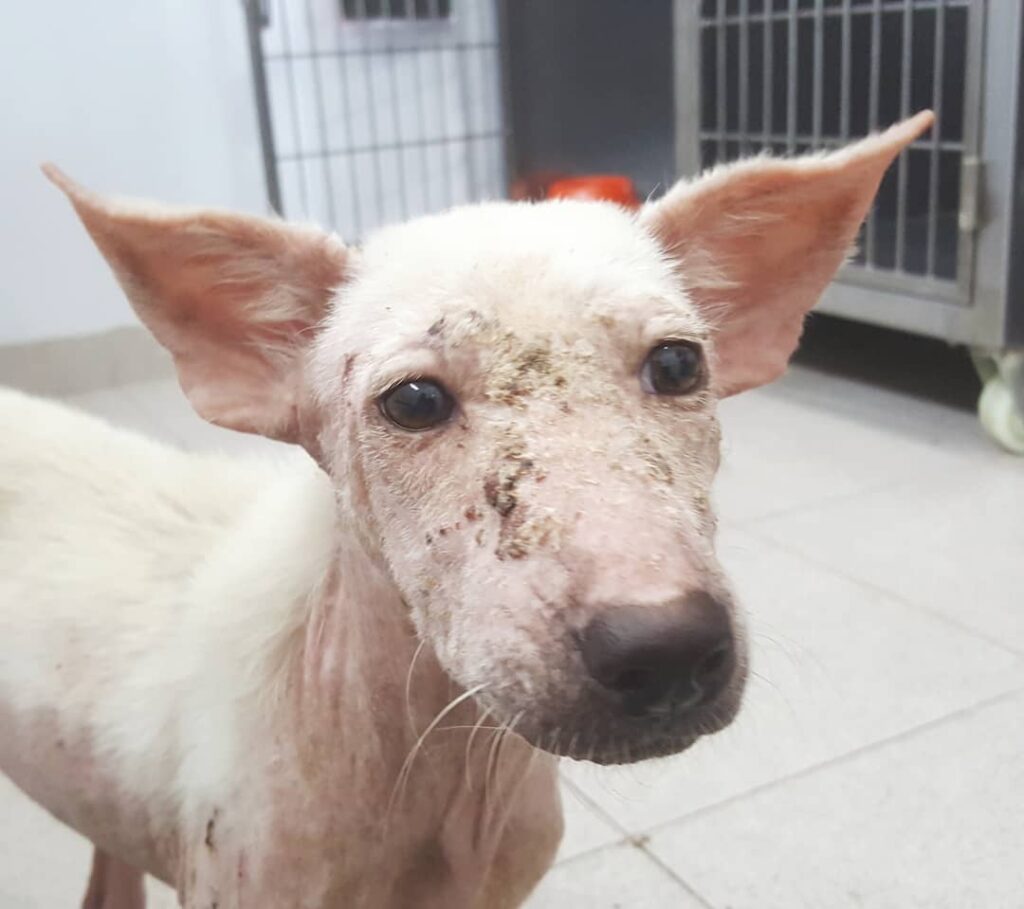Abandoned Dog Waits in Field, Clinging to Hope Her Owners Will Return