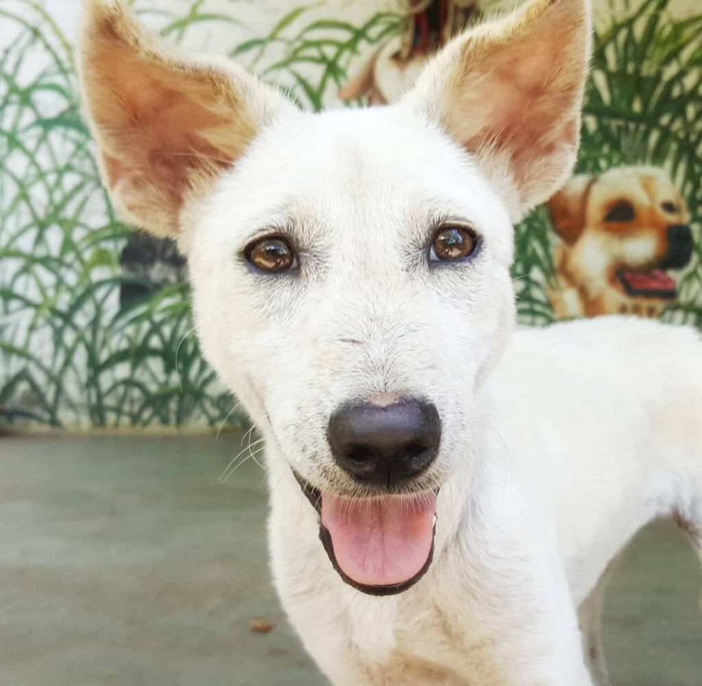 Abandoned Dog Waits in Field, Clinging to Hope Her Owners Will Return