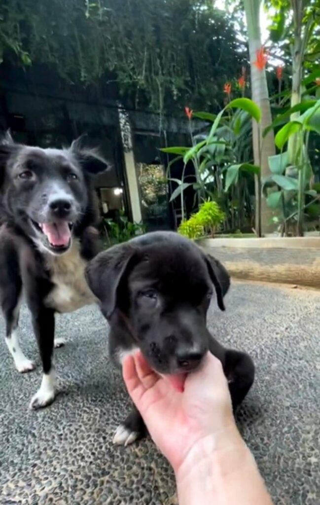 Discover the Miraculous Rescue That Gave a Deaf Dog and Her Blind Puppy ...
