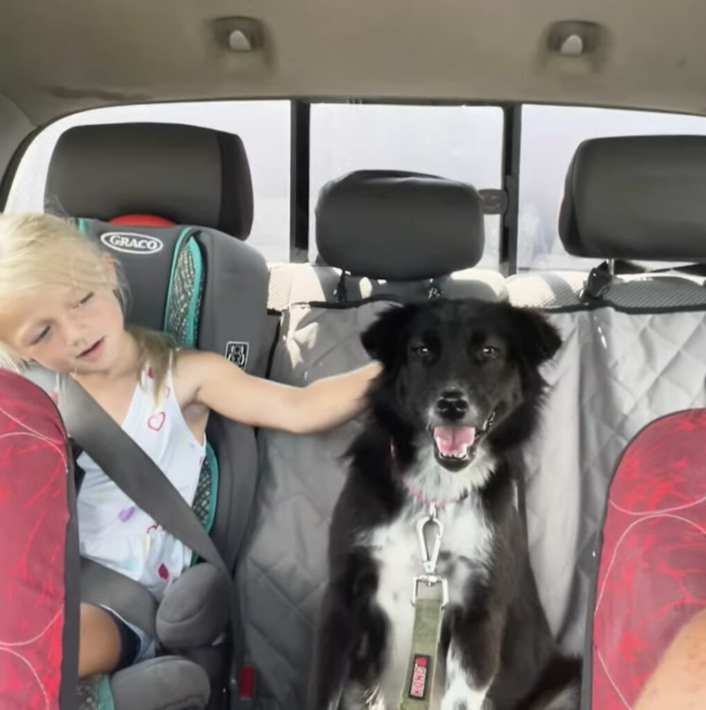 Discover the Miraculous Rescue That Gave a Deaf Dog and Her Blind Puppy ...