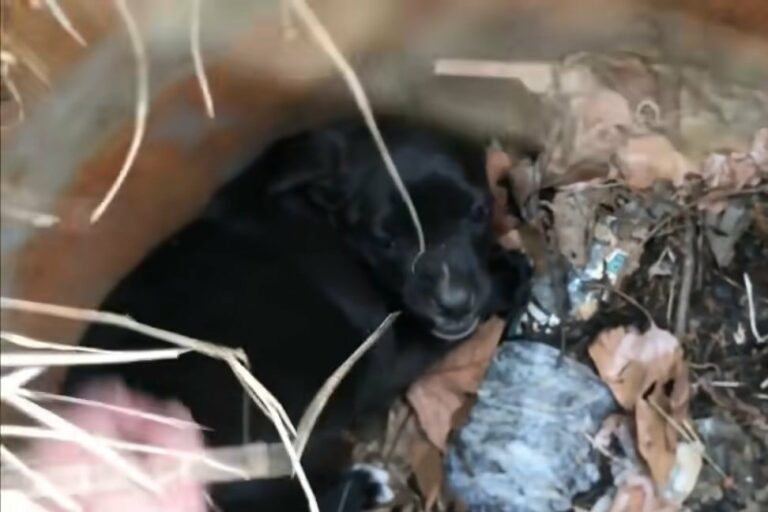 Emotional Rescue: Stray Dog Leads Rescuer to Hidden Puppies in Heart ...