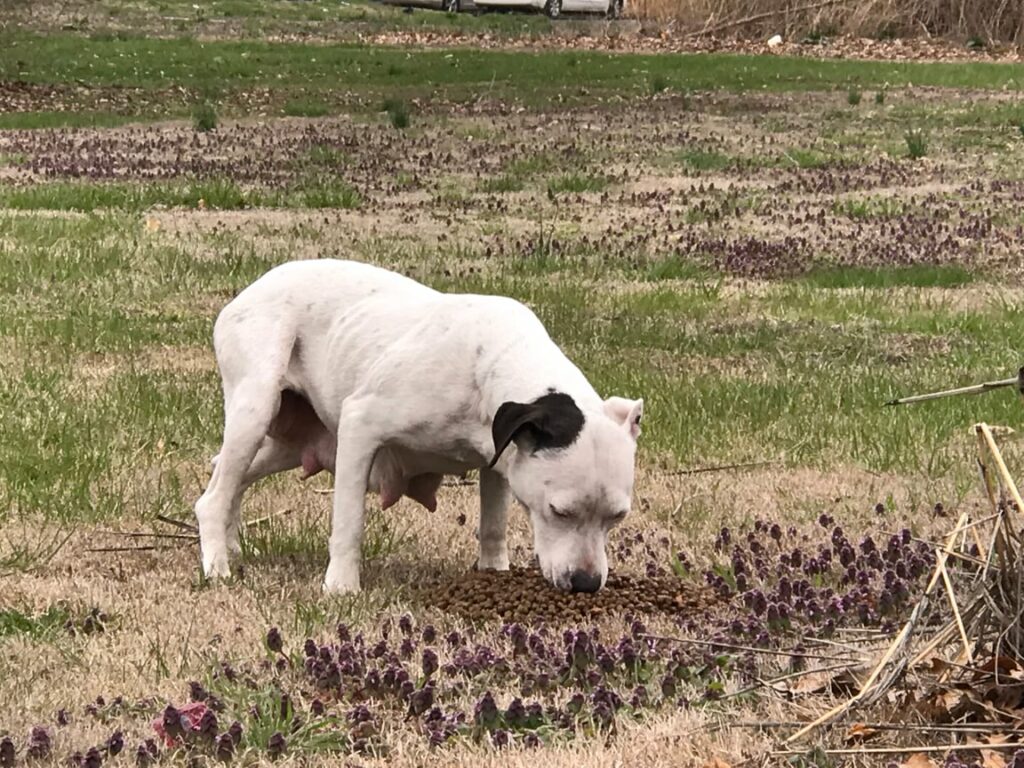 Emotional Rescue: Stray Dog Leads Rescuer to Hidden Puppies in Heart ...
