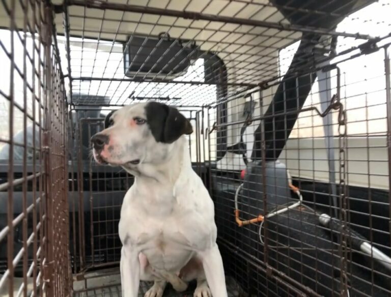 Emotional Rescue: Stray Dog Leads Rescuer to Hidden Puppies in Heart ...