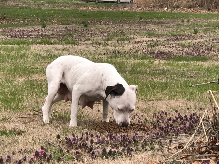 Emotional Rescue: Stray Dog Leads Rescuer to Hidden Puppies in Heart ...