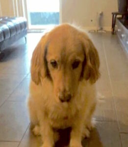 Family Defies Vet's Warning and Uncovers a Heartwarming Truth About