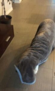 Family Defies Vet's Warning and Uncovers a Heartwarming Truth About