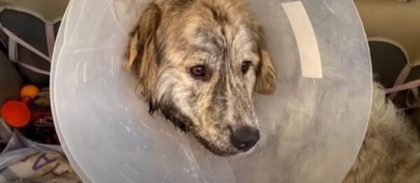 From Chains to Joy: You Won't Believe This Pup's Transformation!-1
