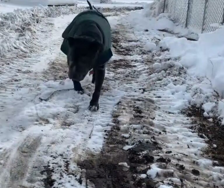 From Despair to Joy: The Unbelievable Rescue of a 9-Year-Old Senior Dog