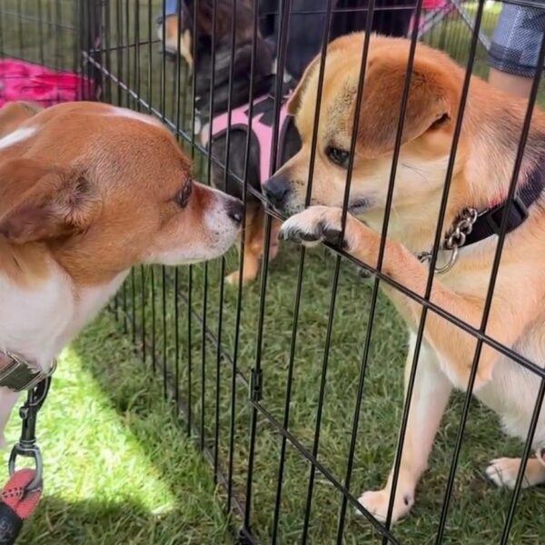 From Homeless to Heart-Full: The Unbelievable Journey of a Tiny Dog-1