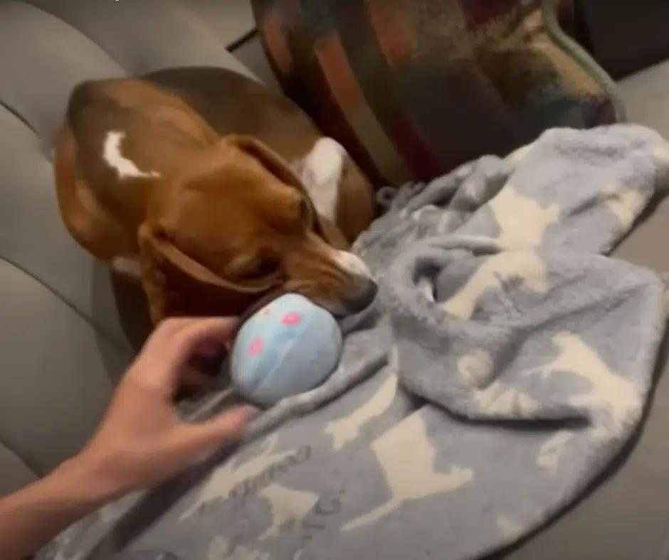 From Shadows to Sunshine: The Inspiring Journey of a Rescued Beagle
