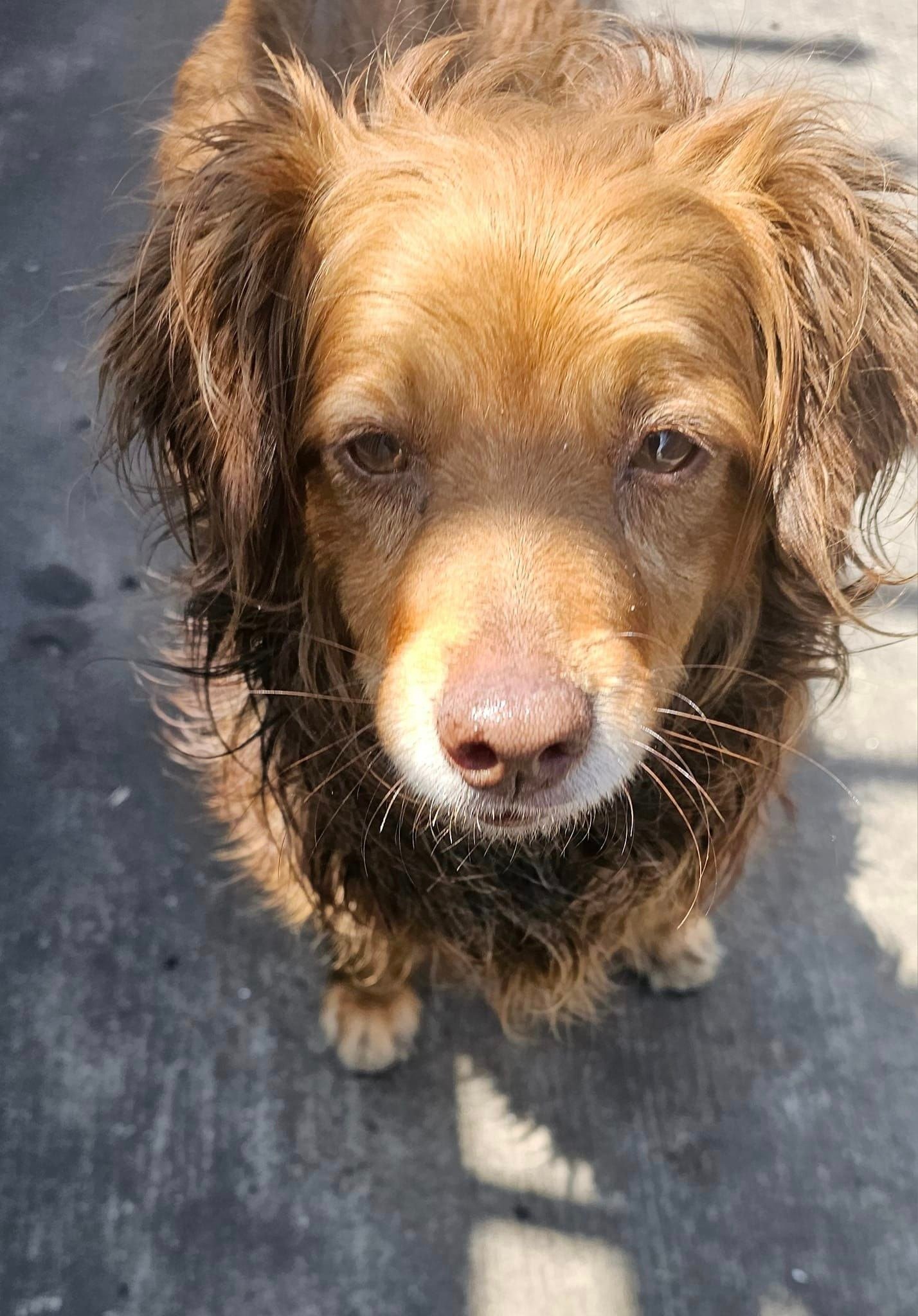 Rescue Mission: From Abandonment to Unconditional Love, Rusty's Journey