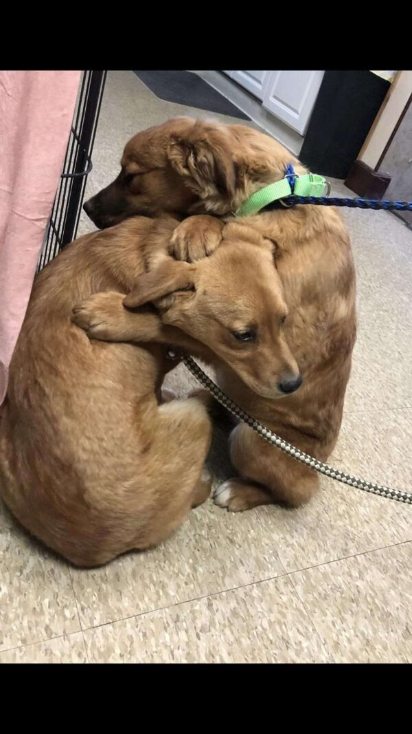Rescue Team Stunned by Puppies' Touching Bond in Dire Circumstances-1