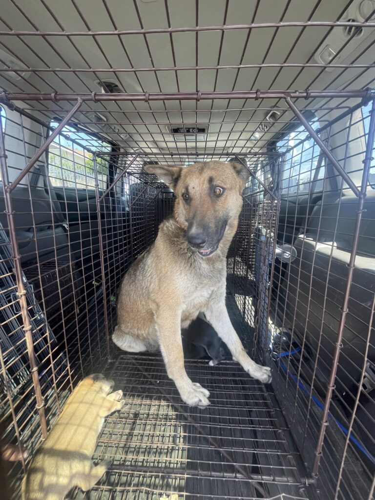 Rescuers Save Stray Dog, Discover Unbelievable Twist That Changes