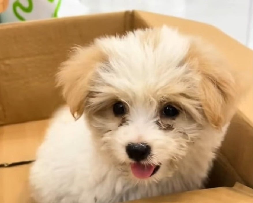 Sweet Pup Raises Her Paws, Hoping To Find A Forever Home