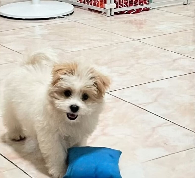 Sweet Pup Raises Her Paws, Hoping To Find A Forever Home
