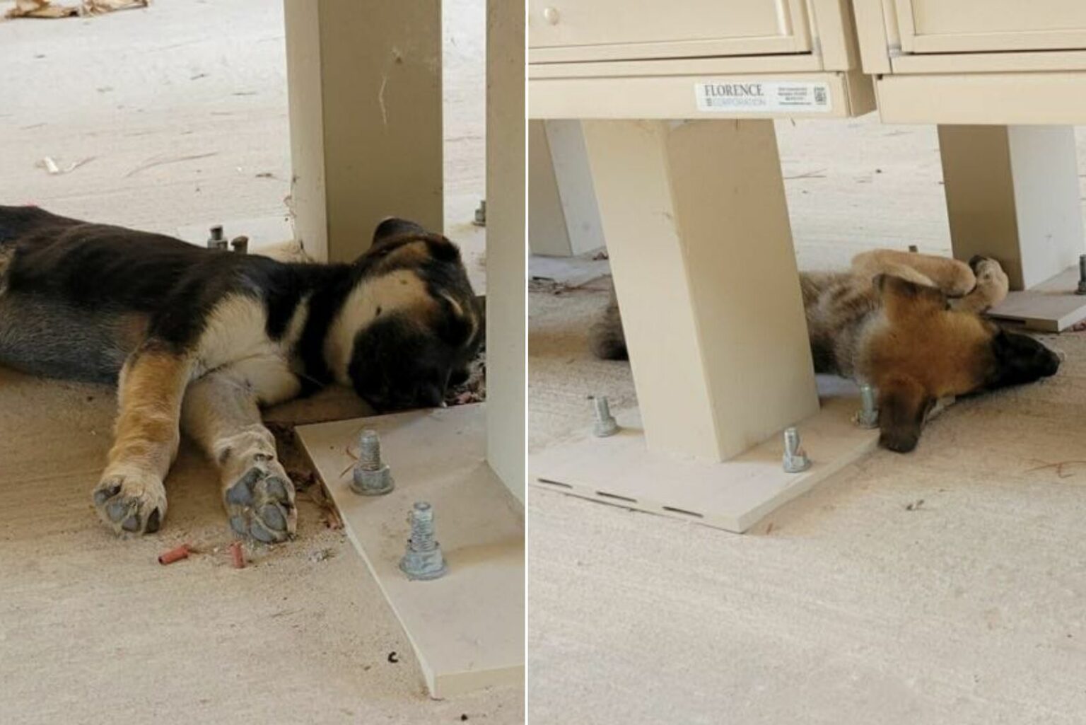 Texas Local Discovers Unbelievable Find Next to "Free" Box