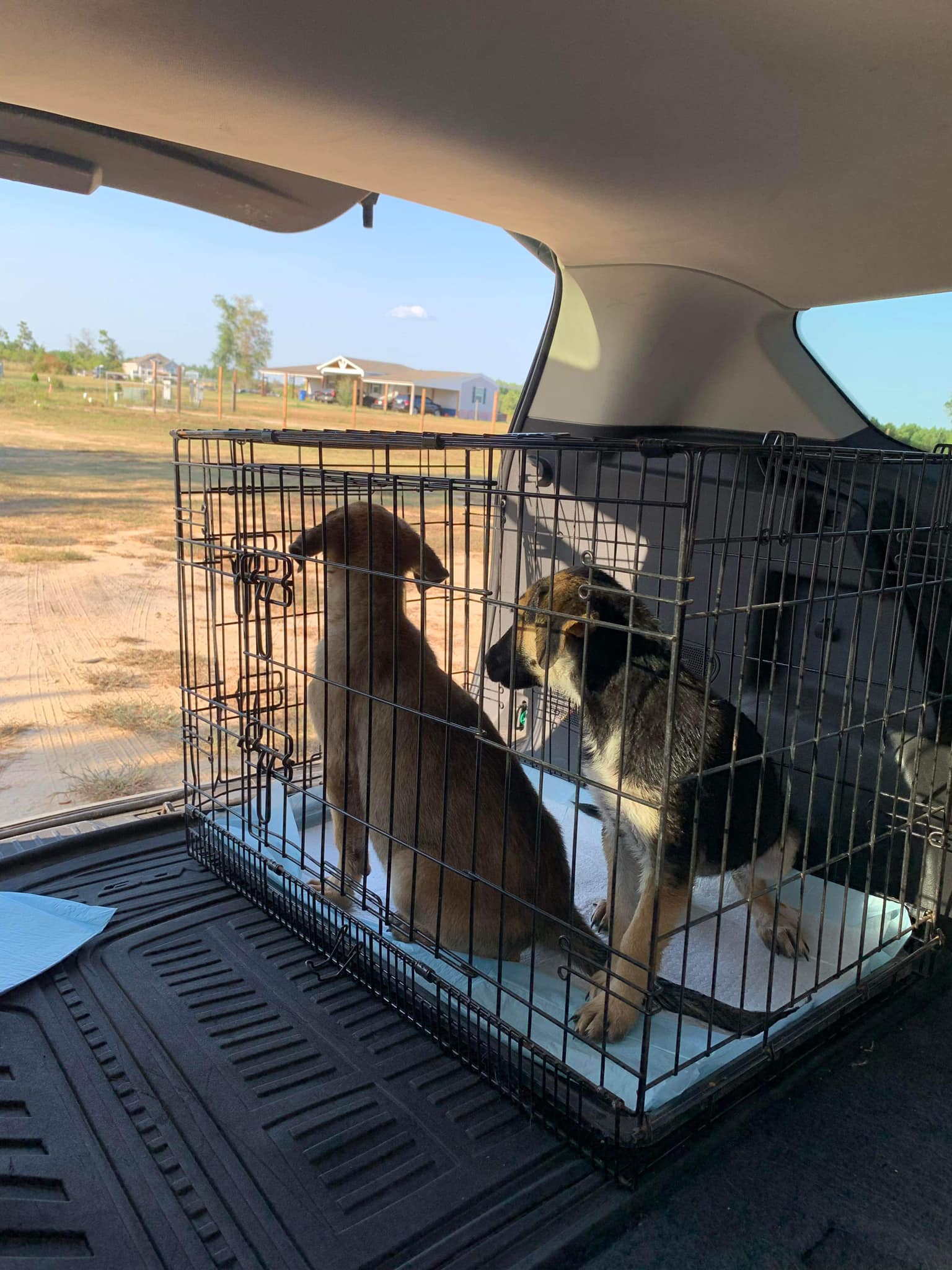 Texas Local Discovers Unbelievable Find Next to "Free" Box(02)