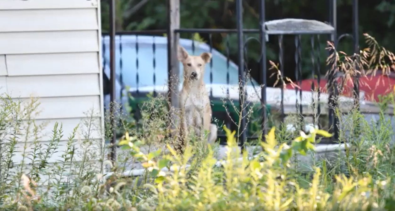 The Unexpected Discovery That Changed Everything for a Stray Dog Family