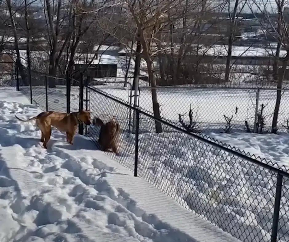 Two Neighboring Dogs Defy All Odds and Forge an Unbreakable Bond