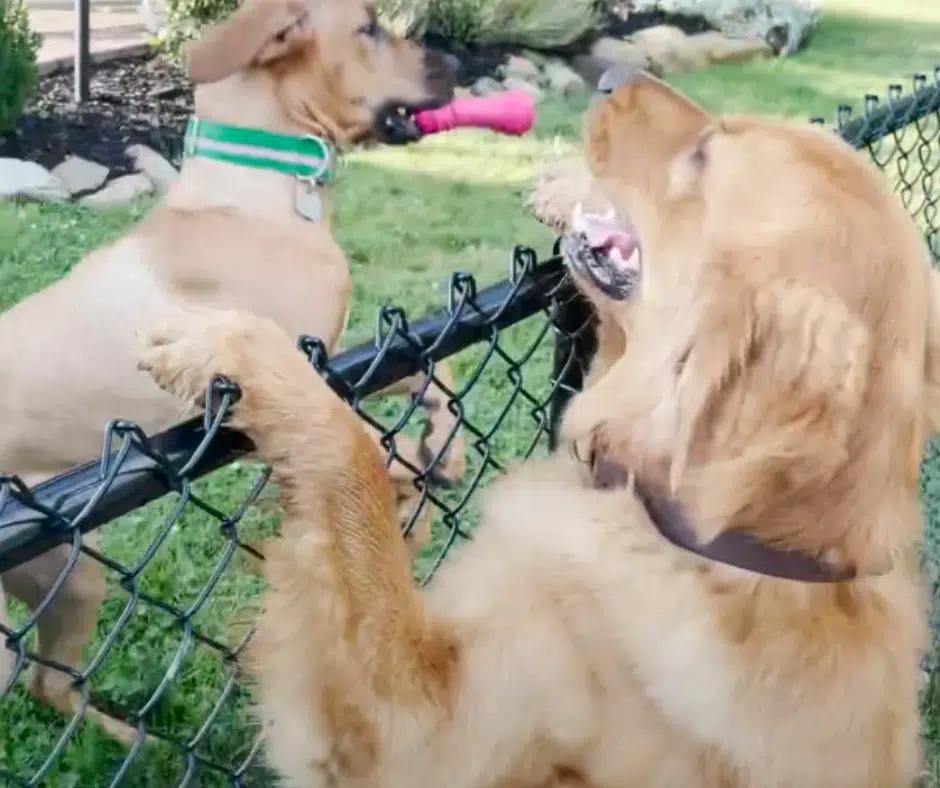 Two Neighboring Dogs Defy All Odds and Forge an Unbreakable Bond