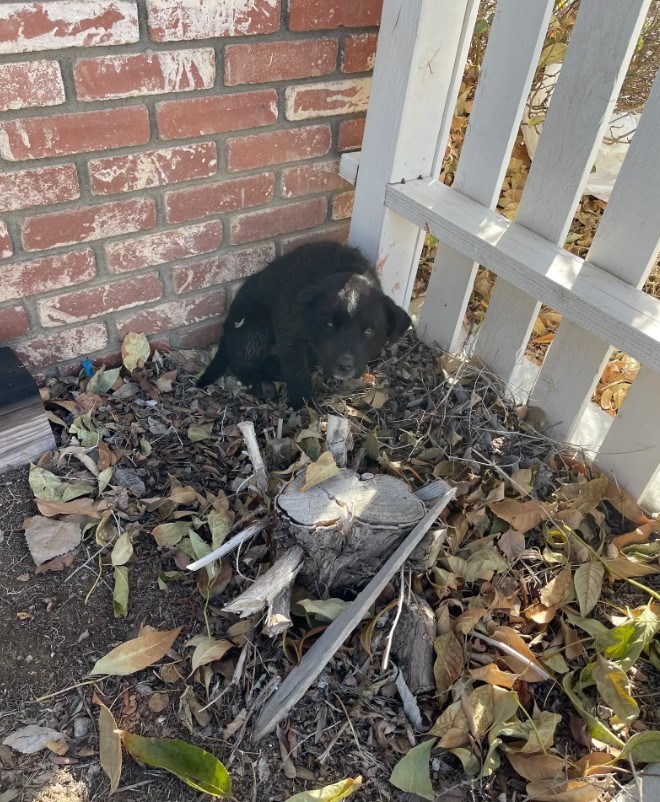 You Won't Believe What This Woman Discovered Hiding In Her Yard