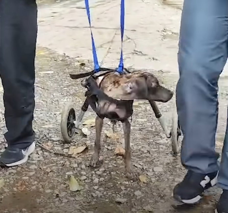 A Paralyzed Pup's Unlikely Journey from Despair to Joy Will Melt Your Heart