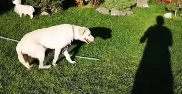 A Stray Pup's Unbelievable Journey: From Tragedy to Triumph-1