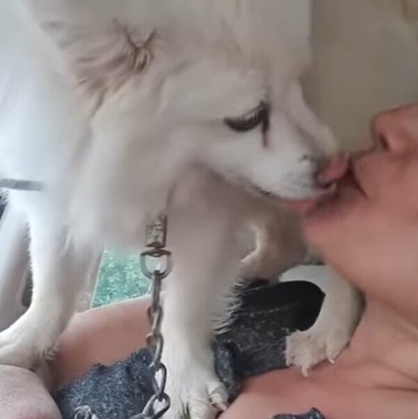 Abandoned Dog's Heartbreak Turns to Joy When a Stranger Steps In-1