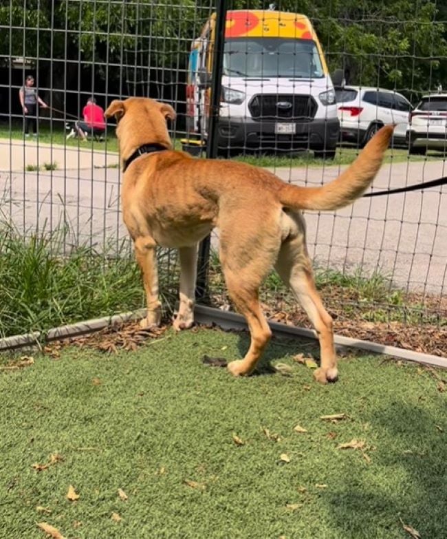 Abused Dog's Unbelievable Journey From Chains to Freedom Will Melt Your ...
