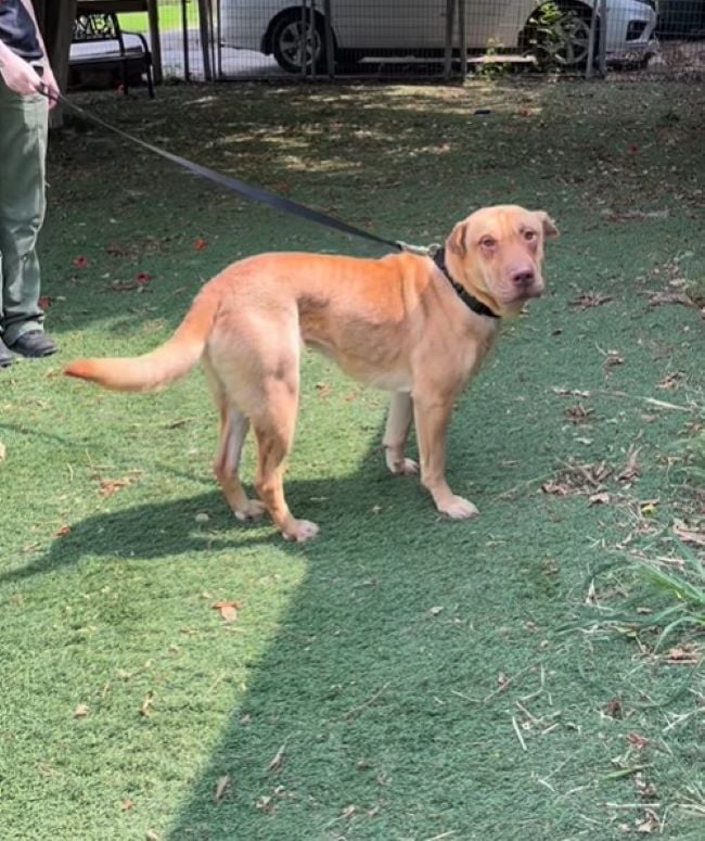 Abused Dog's Unbelievable Journey From Chains to Freedom Will Melt Your ...