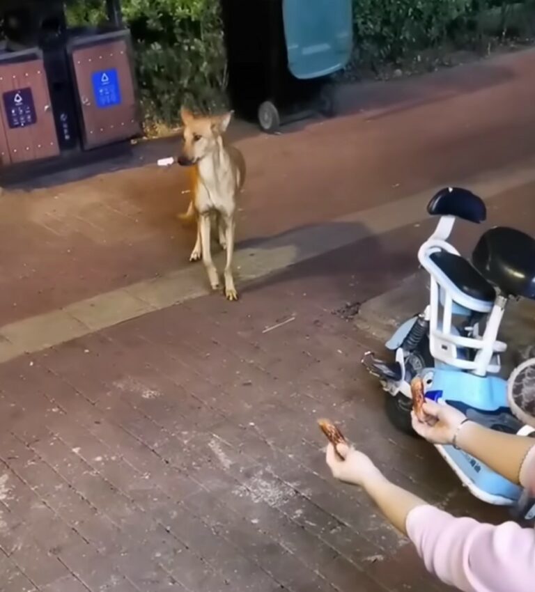 Desperate Plea from a Mother Dog Leads to Astonishing Discovery