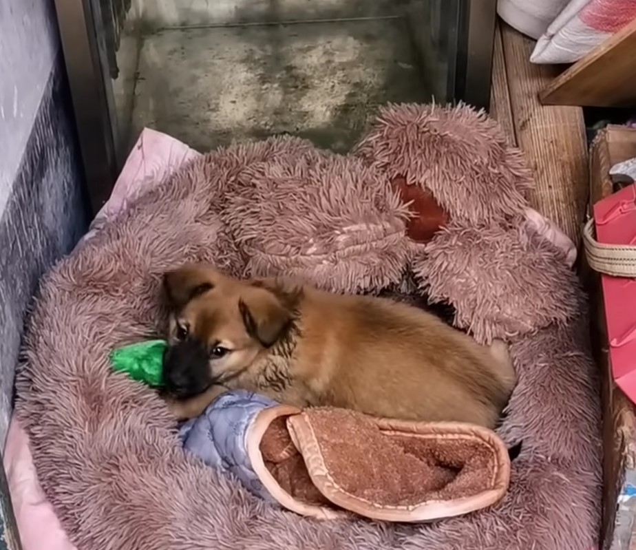 Desperate Plea from a Mother Dog Leads to Astonishing Discovery