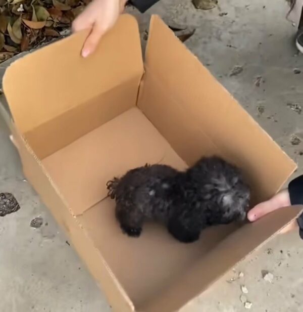 Emotional Rescue: The Tiny Puppy Who Found Hope in a Stranger's Kindness-1