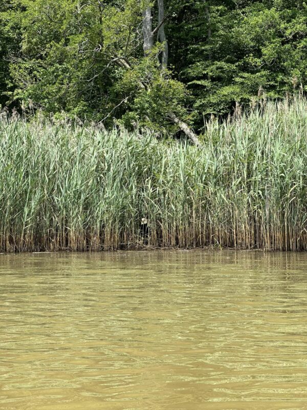Kayaker's Heart Stops When He Sees Unexpected Creature Peering From Reeds-1
