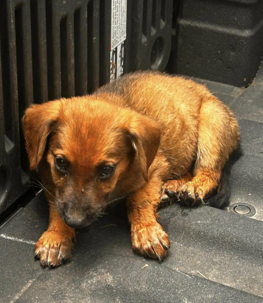 Pups Rescue Help Park Visitors' Heart-Pounding Rescue of Helpless Puppies Will Restore ...