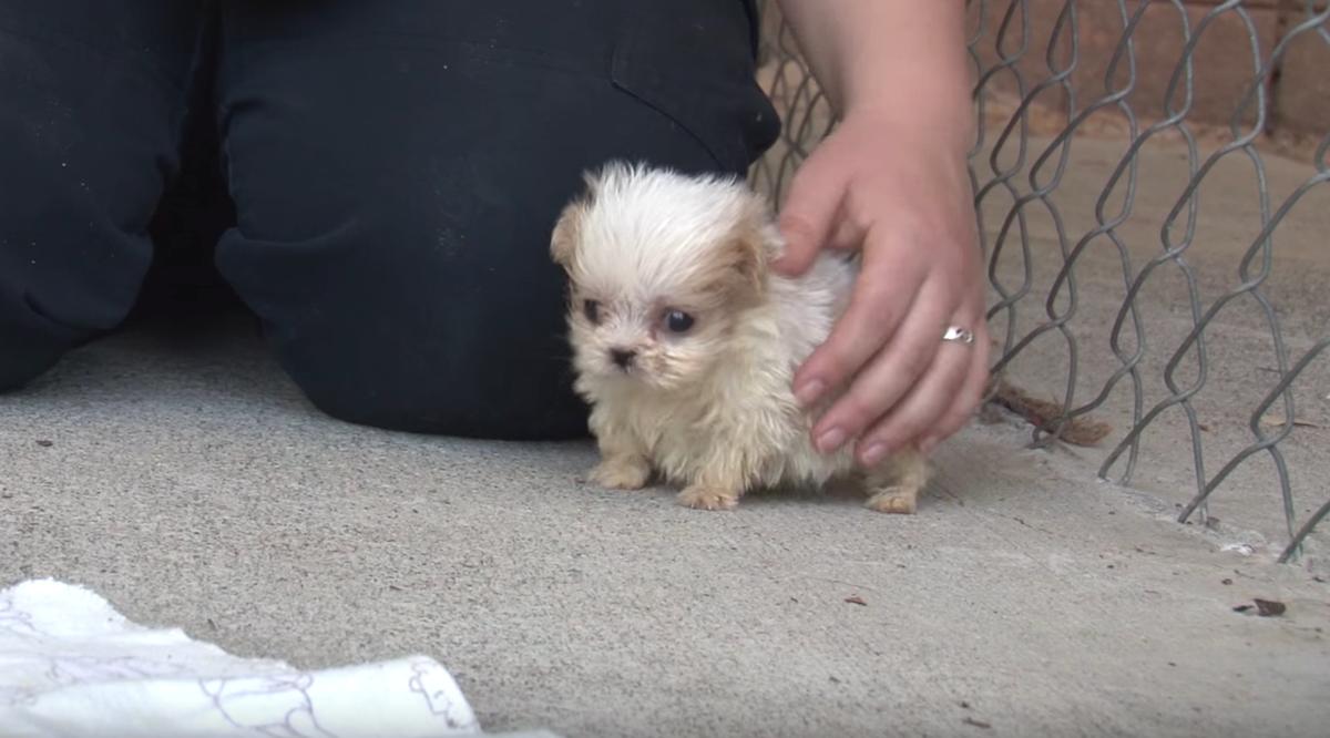 Rescue Puppy and Kitten's Unexpected Friendship Will Melt Your Heart