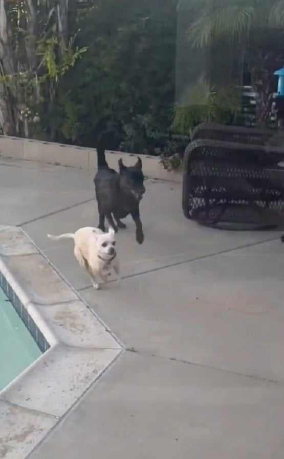 Rescuer's Heart Races After Discovering Lifeless Pup Has a Pulse!-1
