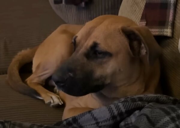 Rescuer's Promise Turns Abandoned Pup's Life Around!-1