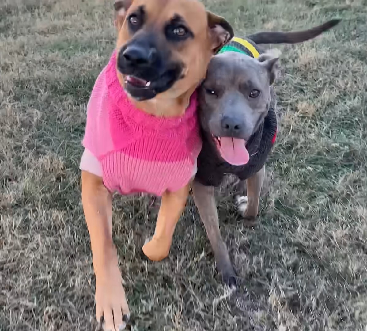 Rescuer's Promise Turns Abandoned Pup's Life Around!