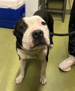 Rescuers Stunned by the Heartbreaking Scene Under the Highway